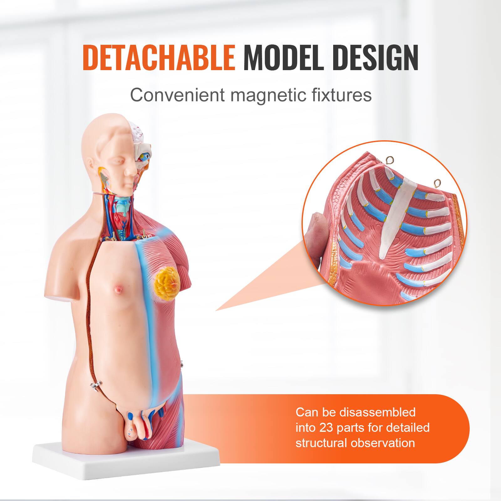 DETACHABLE MODEL DESIGN  
Convenient magnetic fixtures  
Can be disassembled into 23 parts for detailed structural observation