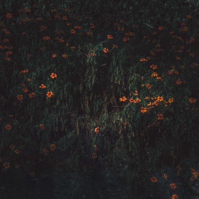 Front. Estarantos [LP].