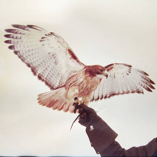 Jm Airis - Wild Birds - VINYL LP