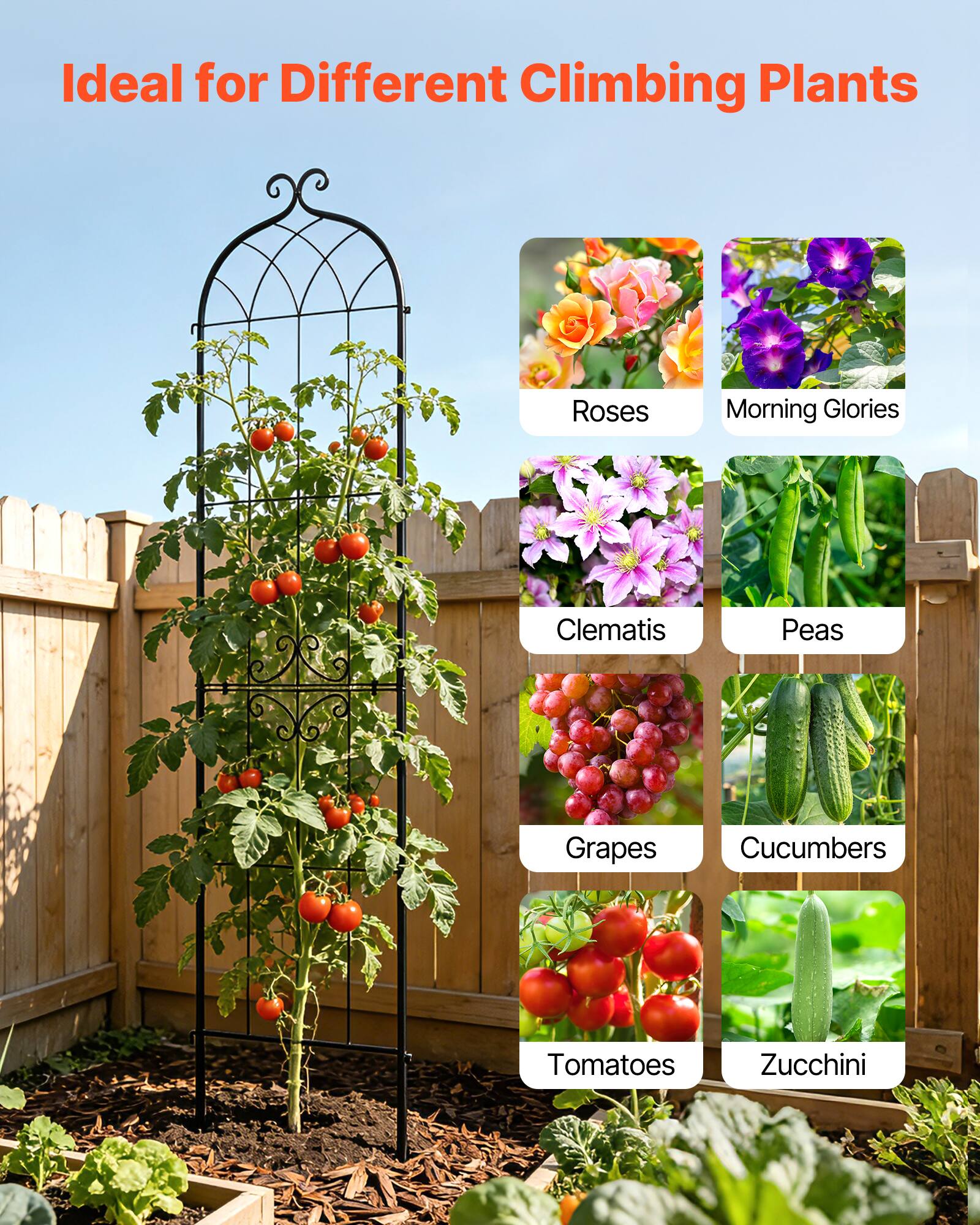 Ideal for Different Climbing Plants

- Roses
- Morning Glories
- Clematis
- Peas
- Grapes
- Cucumbers
- Tomatoes
- Zucchini