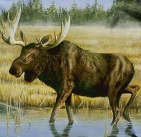 Alt View 3. Northwest - Robert Hautman Moose Wildlife Raschel Plush 60x80 inch Twin Size Throw Blanket - Multi.