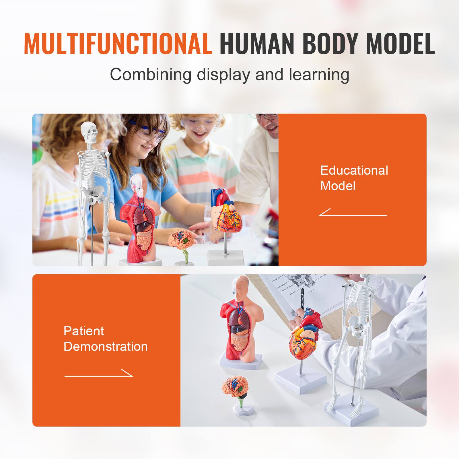MULTIFUNCTIONAL HUMAN BODY MODEL  
Combining display and learning  

Educational Model  

Patient Demonstration