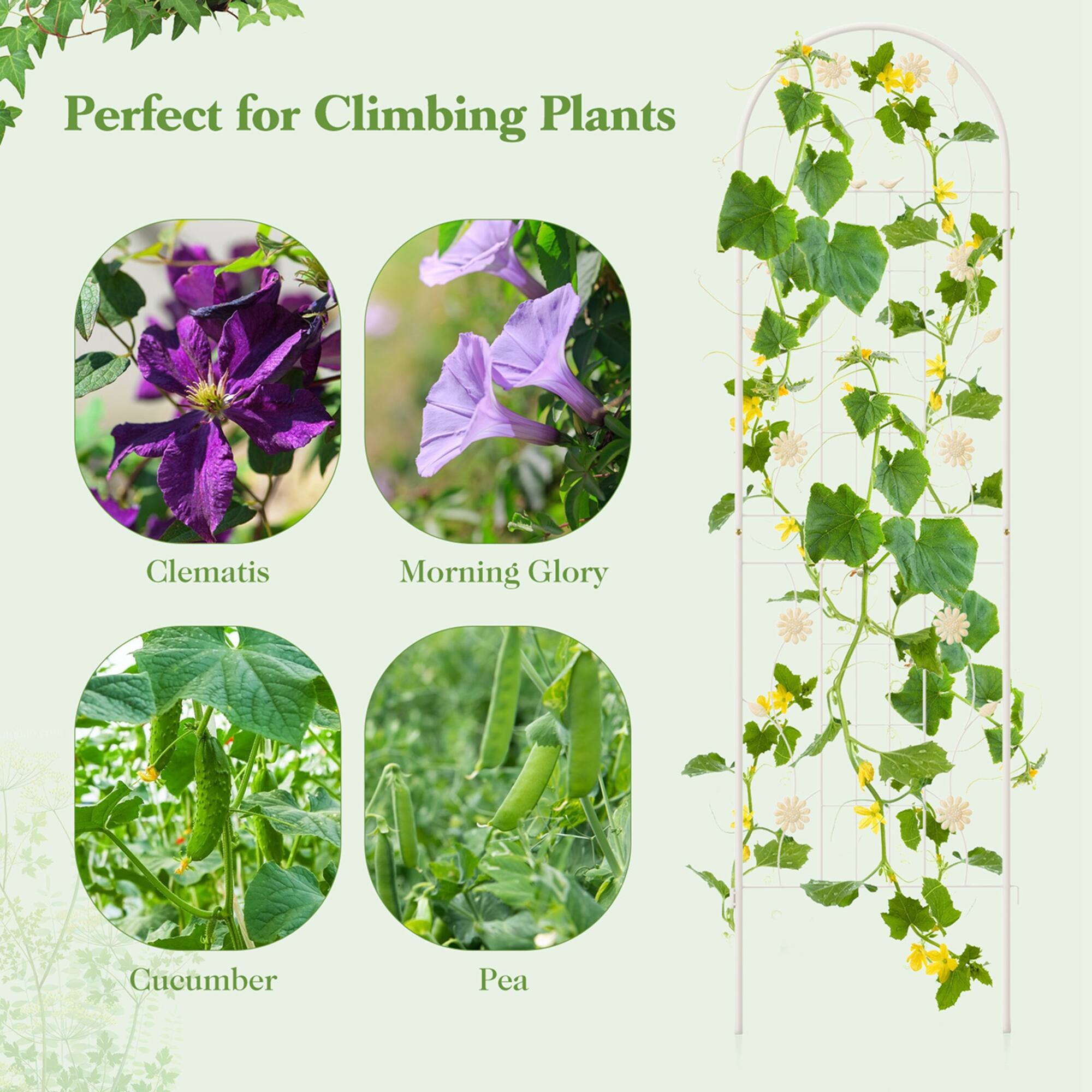 Perfect for Climbing Plants: Clematis, Morning Glory, Cucumber, Pea