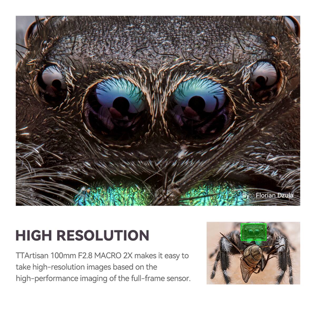 By: Florian Dzula

HIGH RESOLUTION

TTArtisan 100mm F2.8 MACRO 2X makes it easy to take high-resolution images based on the high-performance imaging of the full-frame sensor.