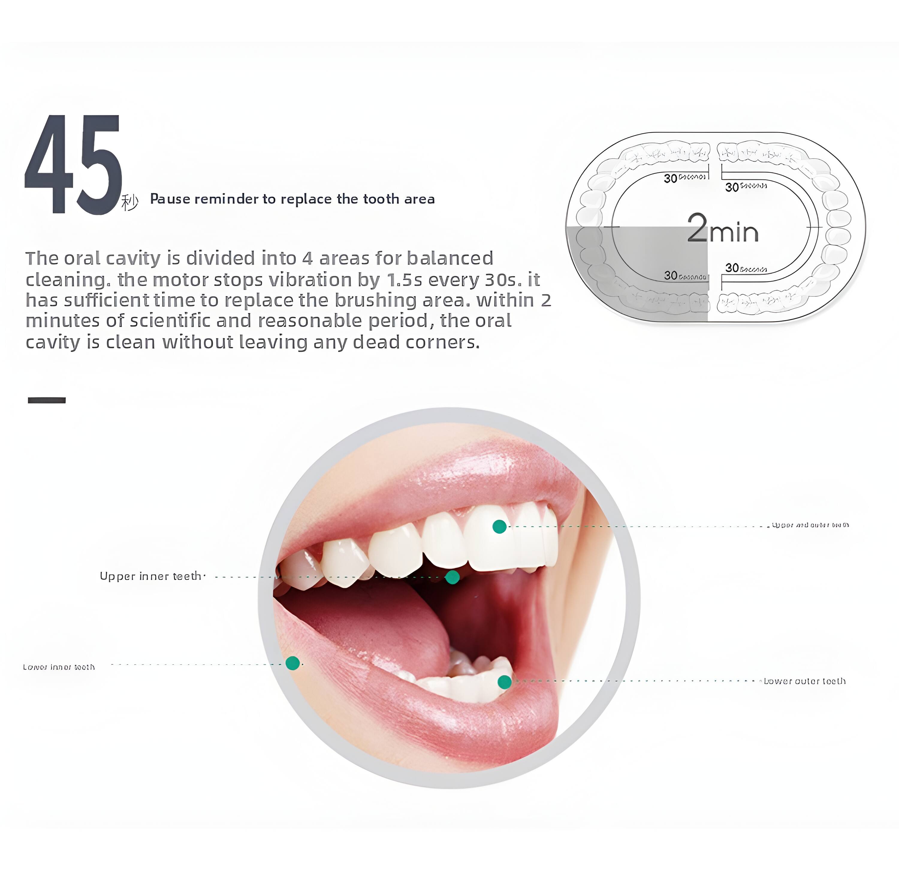 45 seconds  
Pause reminder to replace the tooth area  

The oral cavity is divided into 4 areas for balanced cleaning. The motor stops vibration by 1.5s every 30s. It has sufficient time to replace the brushing area. Within 2 minutes of scientific and reasonable period, the oral cavity is clean without leaving any dead corners.  

30 Seconds  
30 Seconds  
2min  
30 Seconds  
30 Seconds  

Upper inner teeth  
Lower inner teeth  
Upper outer teeth  
Lower outer teeth