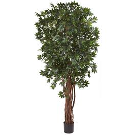 BreeBe - 7.5' Lychee Tree x 7 w/5406 Lvs - Green