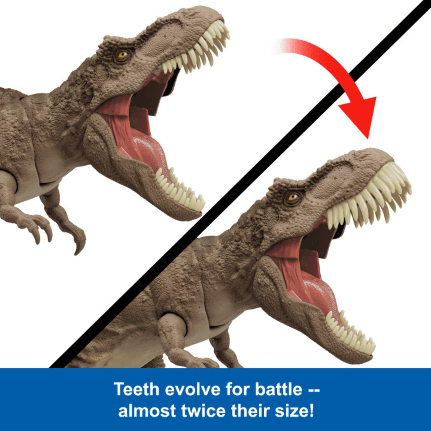 Teeth evolve for battle -- almost twice their size!