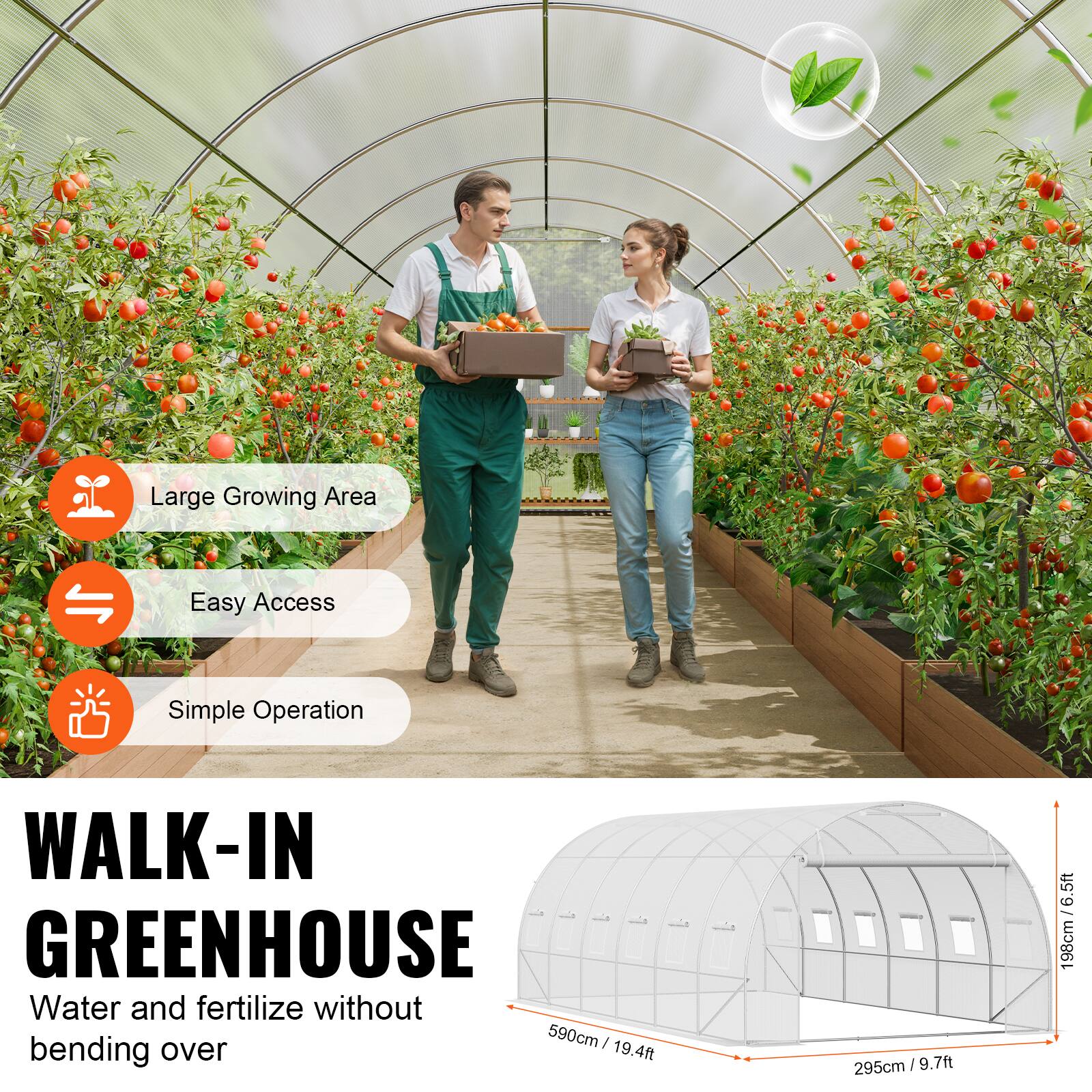 Large Growing Area, Easy Access, Simple Operation, WALK-IN GREENHOUSE, Water and fertilize without bending over, 590cm / 19.4ft, 295cm / 9.7ft, 6.5ft - 198cm