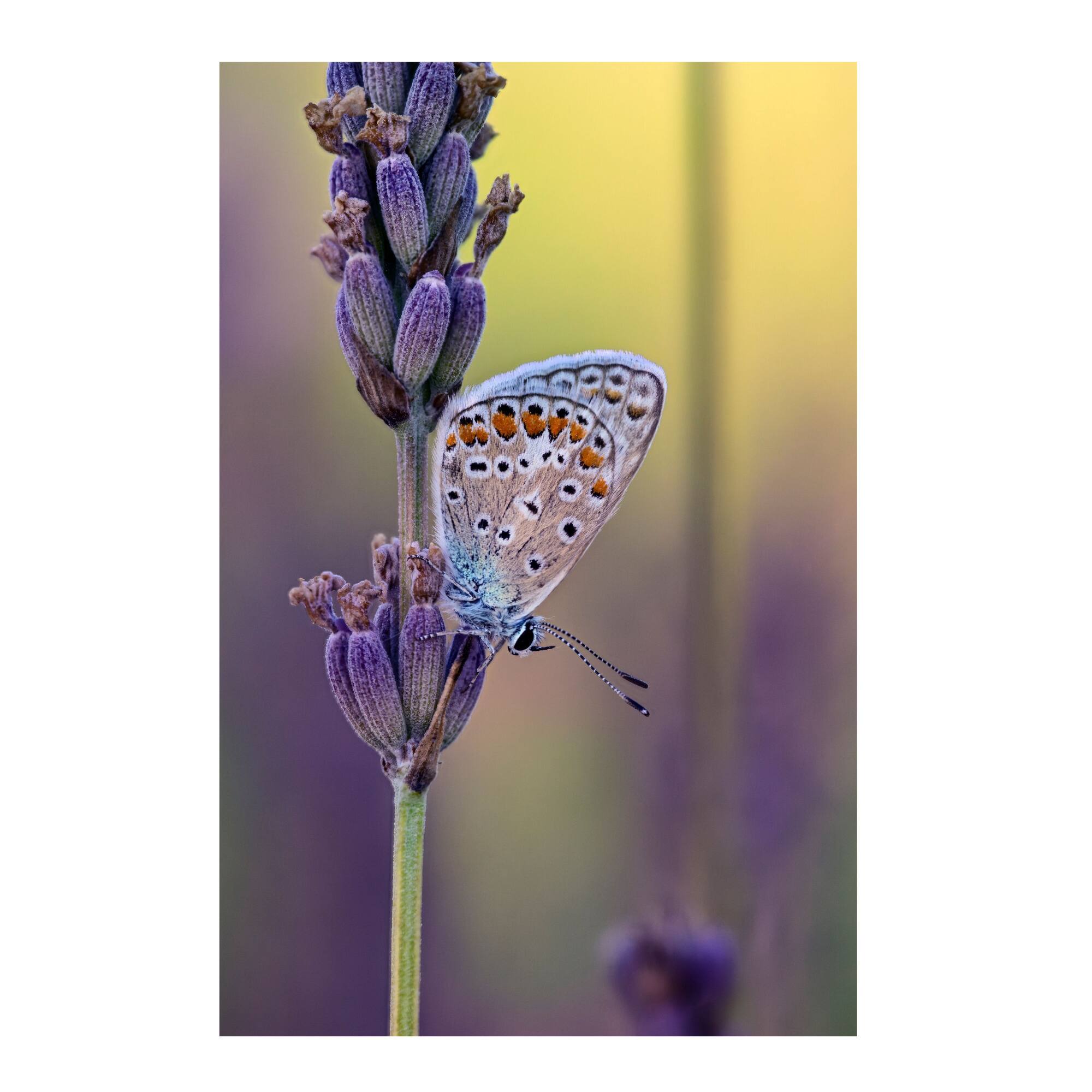 Angle. LAOWA - LAOWA 180mm f/4.5 1.5X Ultra Macro APO Lens (Nikon Z).