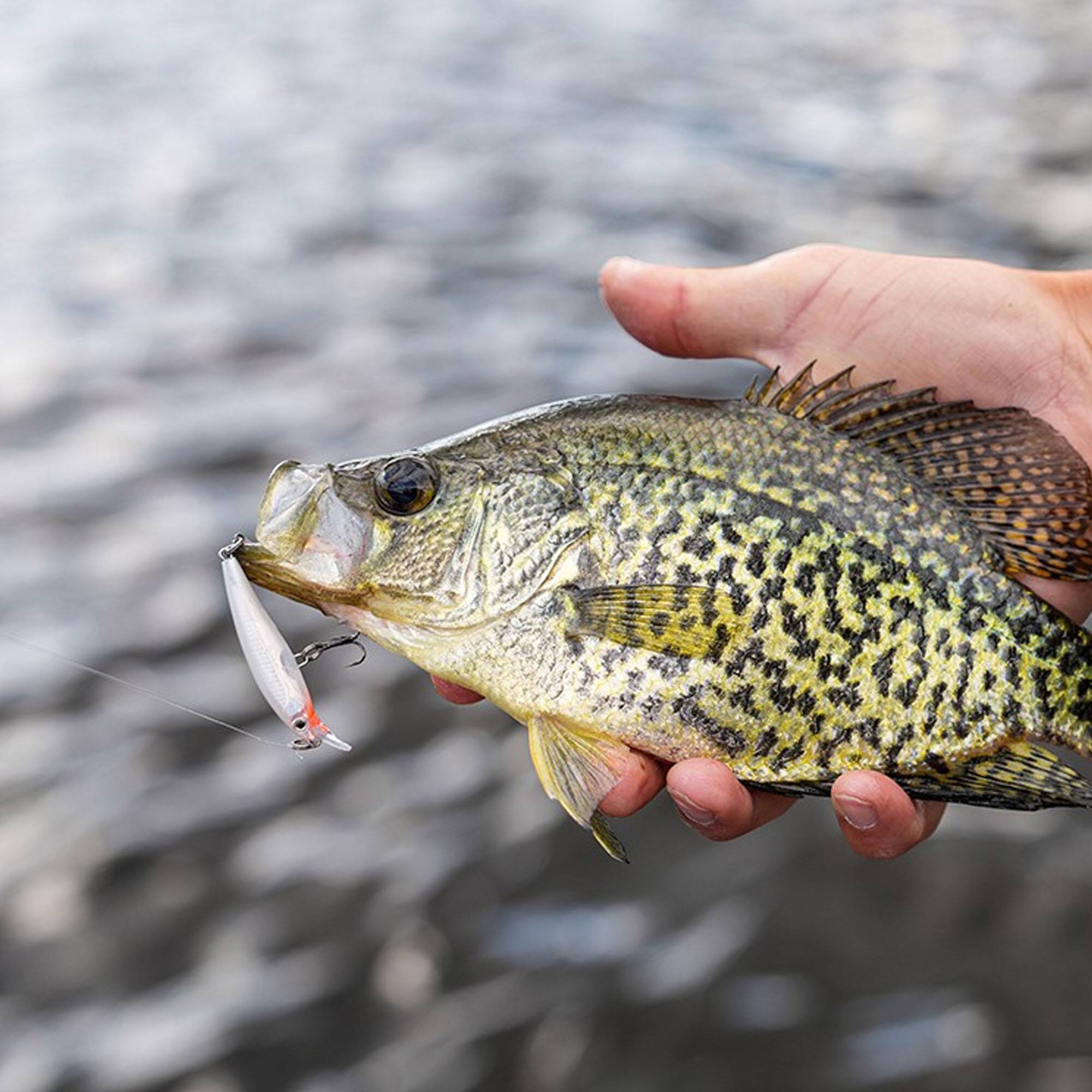 Alt View 3. Rapala - Rapala X-Rap 04 Fishing Lure - Hot Mustard Muddler - Hot Mustard Muddler.