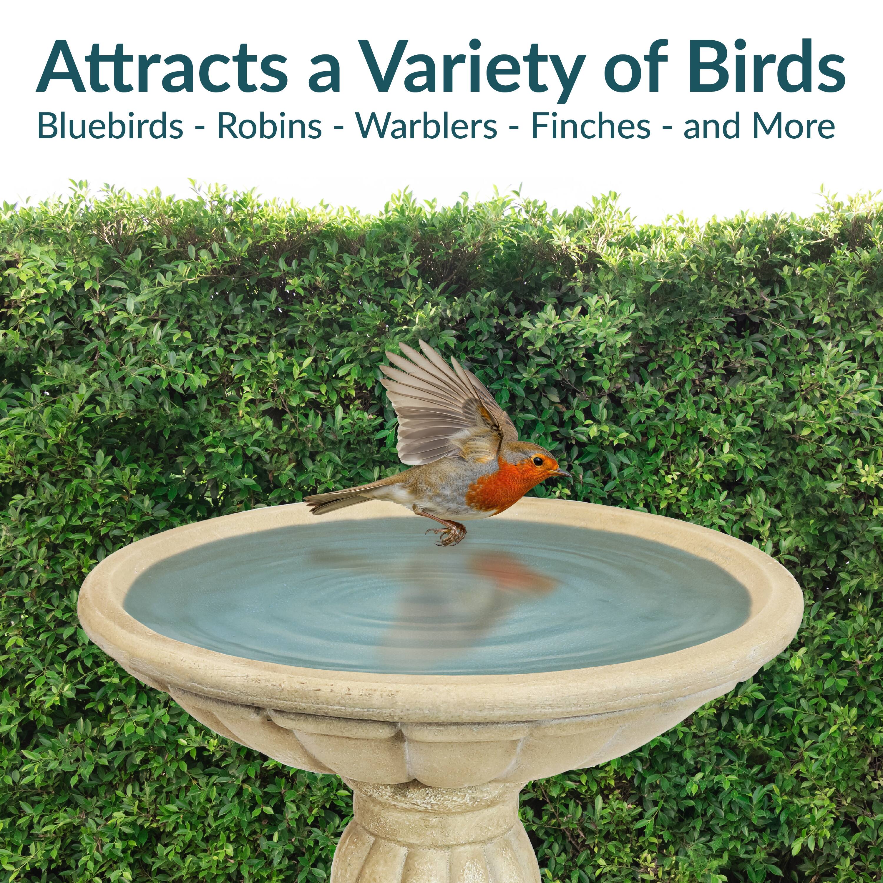 Attracts a Variety of Birds  
Bluebirds - Robins - Warblers - Finches - and More