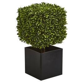 BreeBe - 27" Boxwood Plant in Black Planter (indoor/Outdoor) - Green
