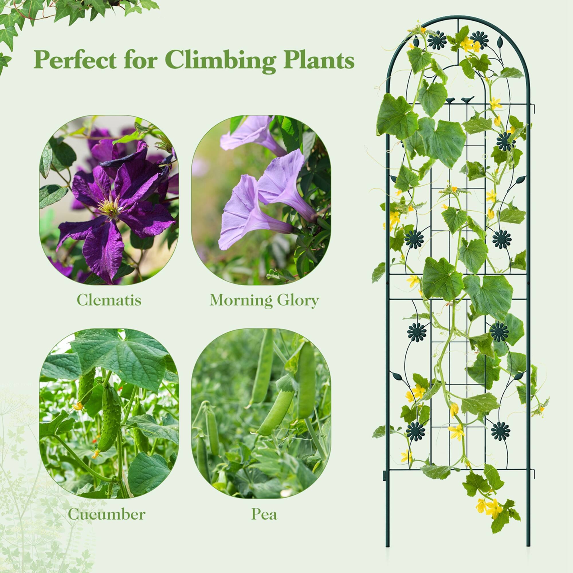 Perfect for Climbing Plants

- Clematis
- Morning Glory
- Cucumber
- Pea