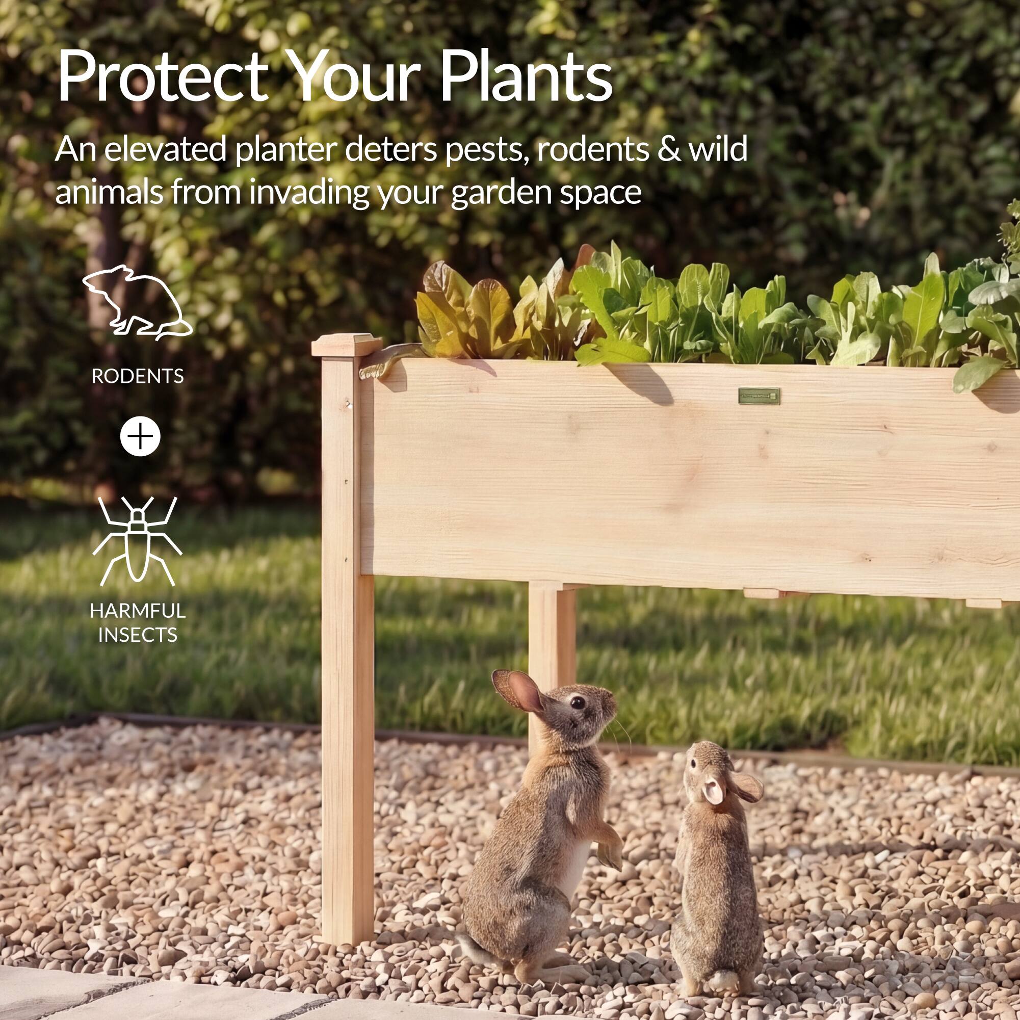 Protect Your Plants

An elevated planter deters pests, rodents & wild animals from invading your garden space

RODENTS + HARMFUL INSECTS