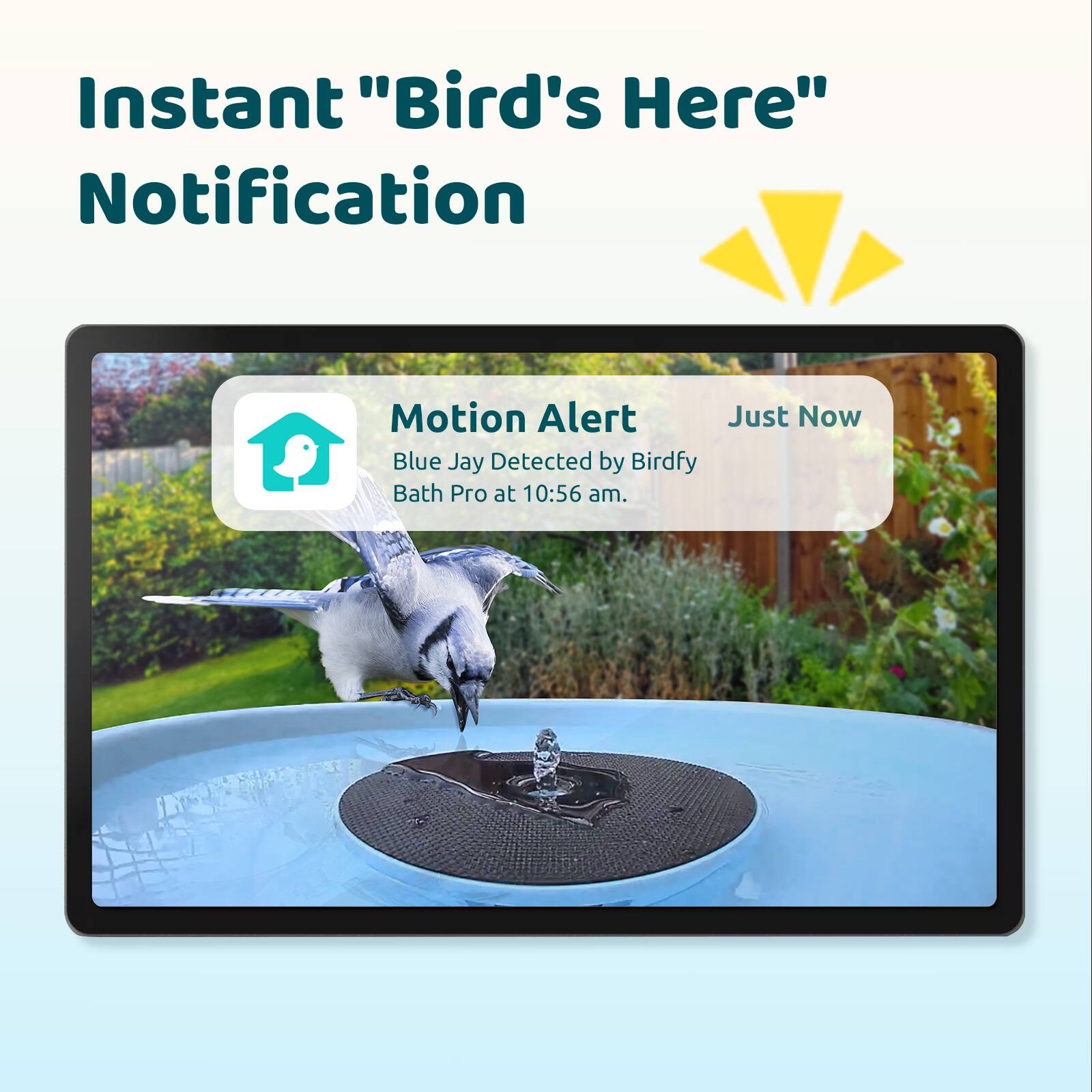 Instant "Bird's Here" Notification Motion Alert Just Now Blue Jay Detected by Birdfy Bath Pro at 10:56 am.