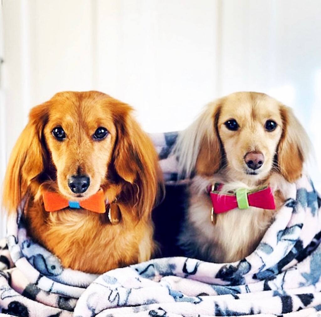 Left. PoisePup - Cute Handmade Genuine Soft Full Grain Leather Dog Bow Tie - Orange | Blue.