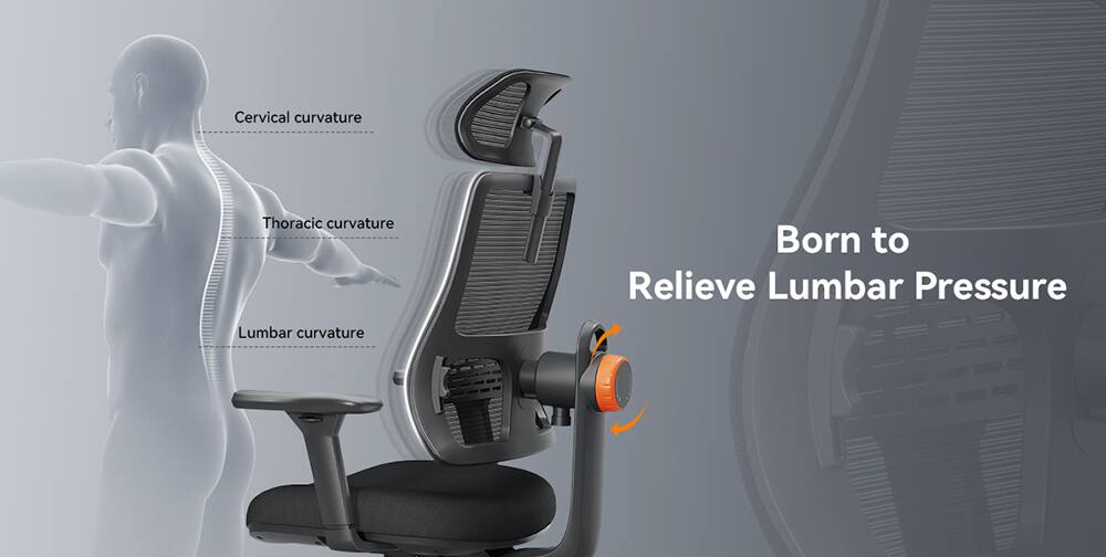 Cervical curvature  
Thoracic curvature  
Born to Relieve Lumbar Pressure  
Lumbar curvature
