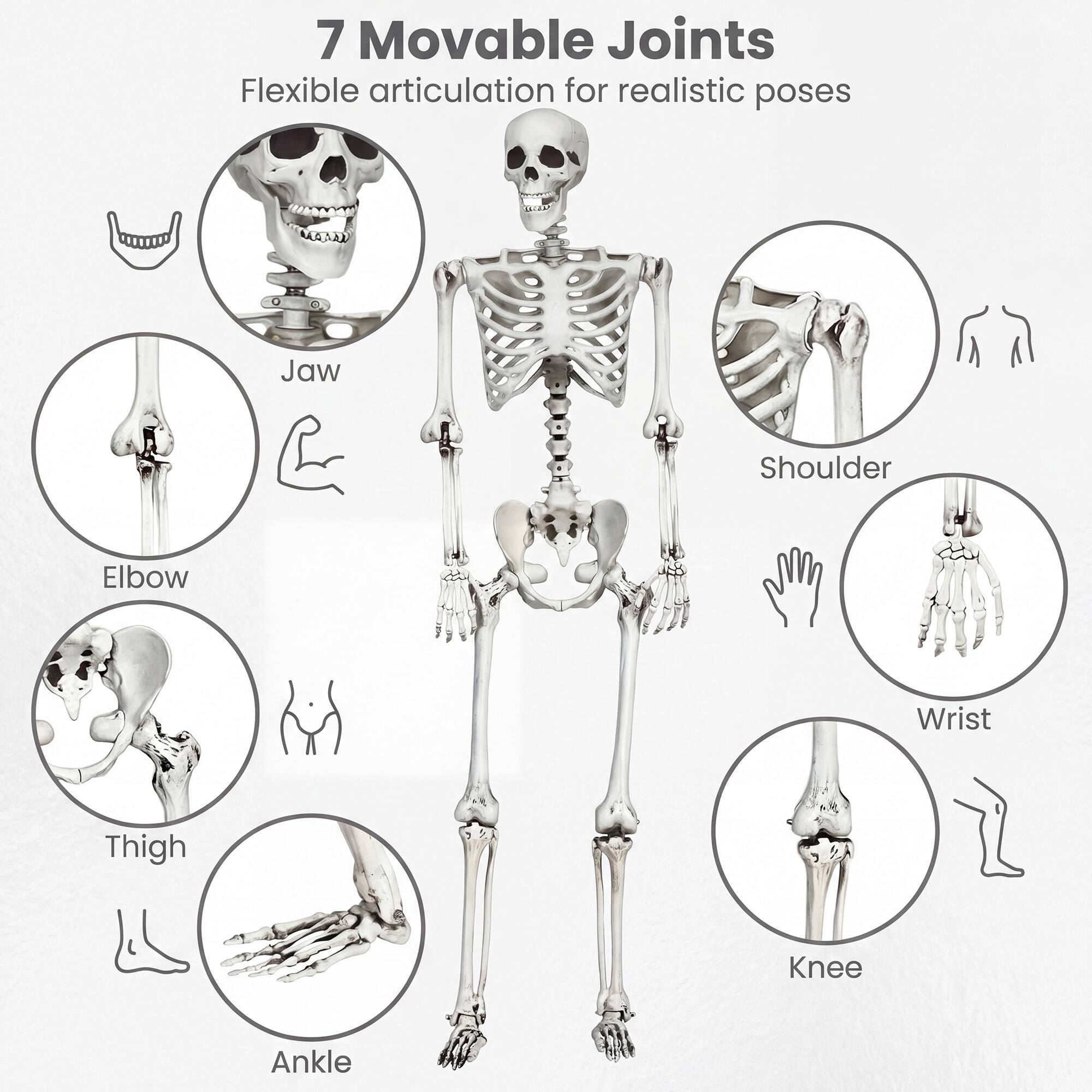 7 Movable Joints  
Flexible articulation for realistic poses  
Jaw  
Shoulder  
Elbow  
Wrist  
Thigh  
Knee  
Ankle