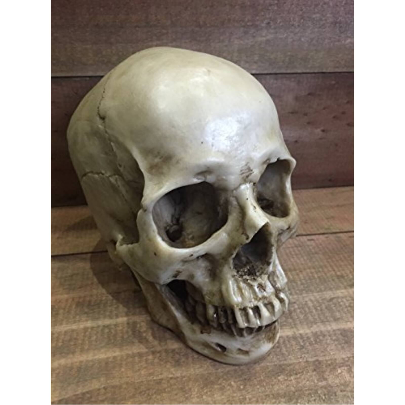 Left. Pacific Trading - Two Piece Human Skull Head Halloween Figurine 6 inch - Beige.