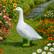 Alt View 6. Union Products - Union Products Wild Goose Outdoor Lawn and Garden Statue, 23" Tall Figurine.