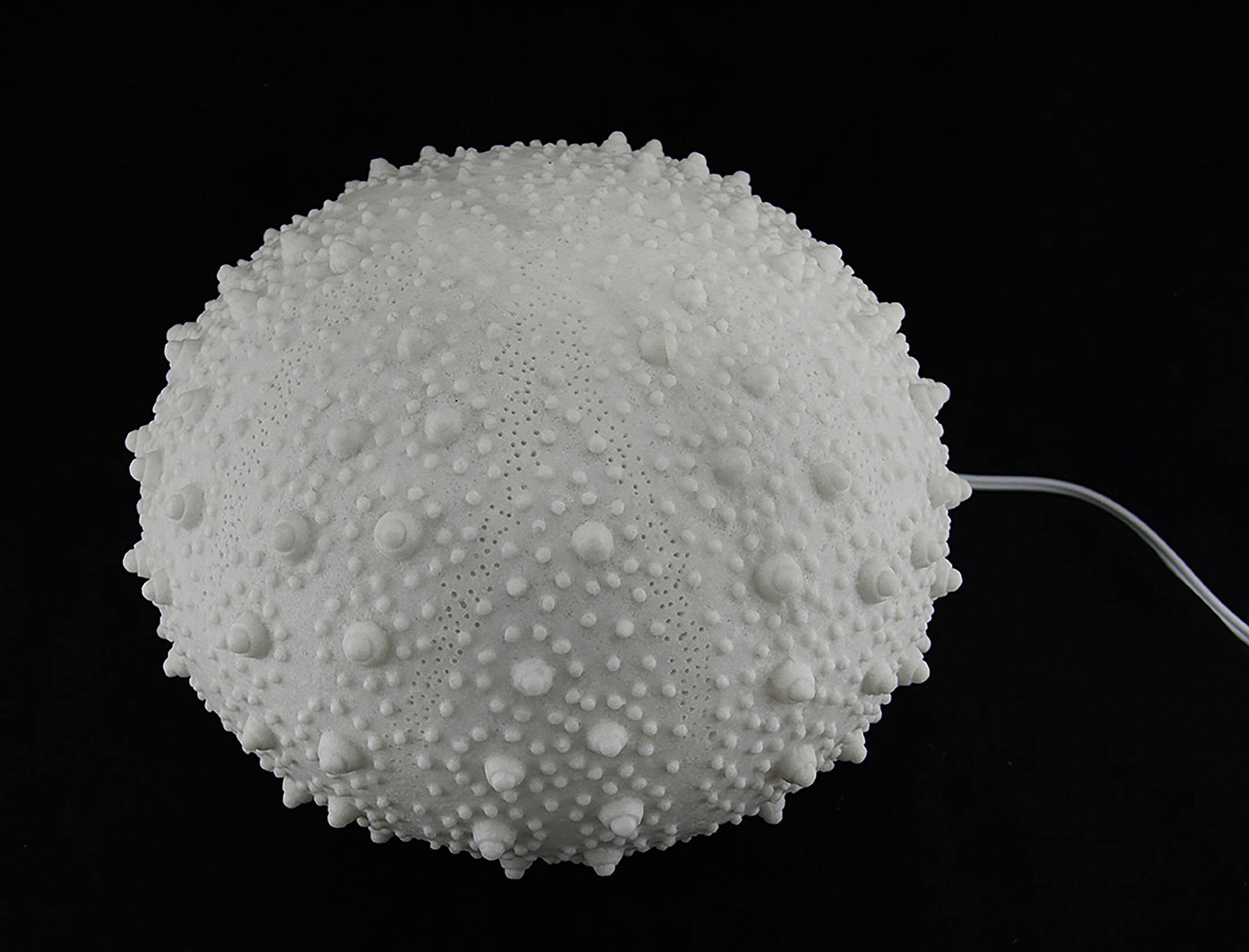 Alt View 2. Contrast Inc. - Large White Sea Urchin Coastal Table Lamp - 16 Inch Diameter - White.