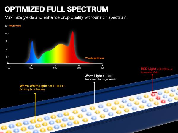 OPTIMIZED FULL SPECTRUM

Maximize yields and enhance crop quality with our rich spectrum

- White Light (6500K) Promotes plants germination
- RED Light (660-665nm) Increases Yield
- Warm White Light (2800-3000K) Boosts plants blooms