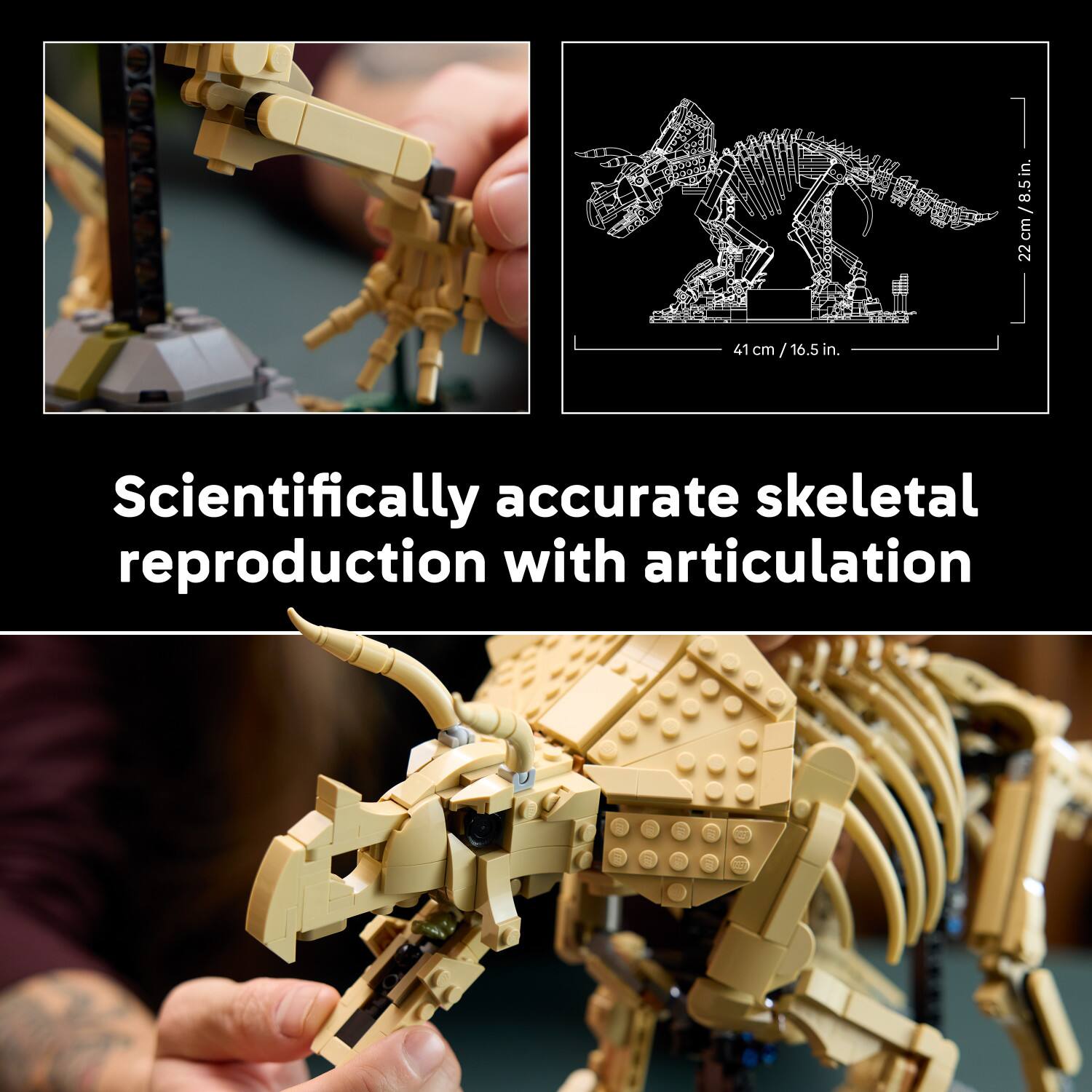 Scientifically accurate skeletal reproduction with articulation

41 cm / 16.5 in.