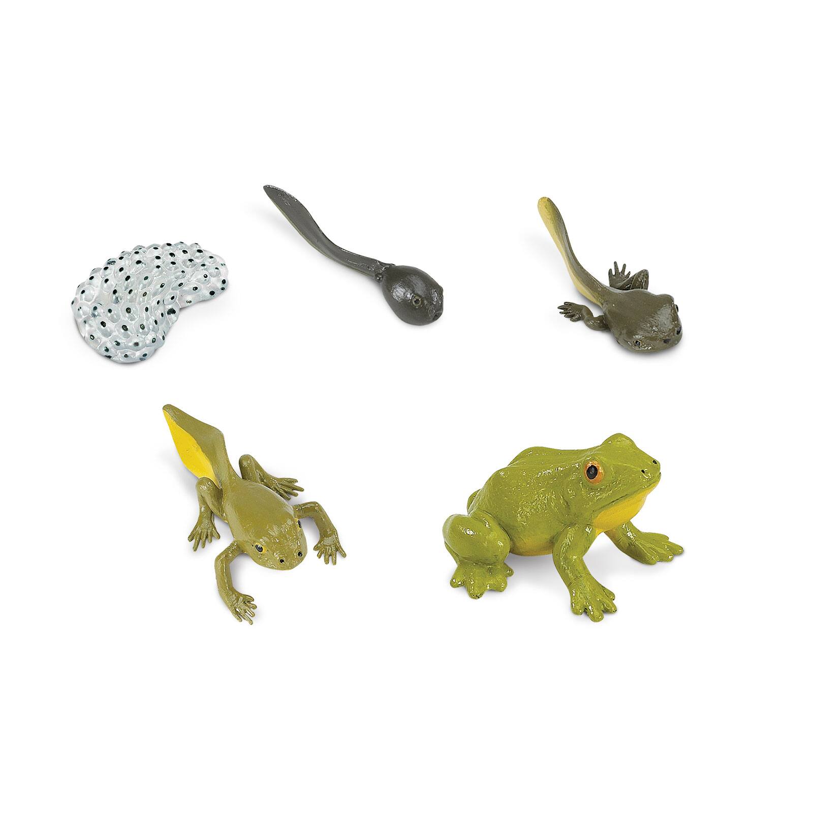 Angle. Safari Ltd. - Life Cycle Of A Frog Toy.