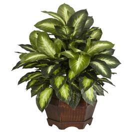 BreeBe - Golden Dieffenbachia w/Large Hexagon - Green