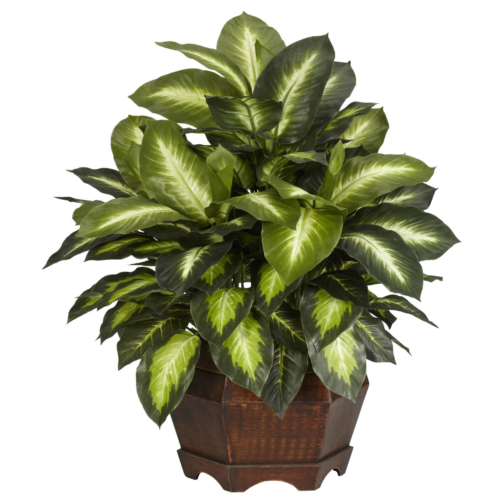 Front. BreeBe - Golden Dieffenbachia w/Large Hexagon - Green.