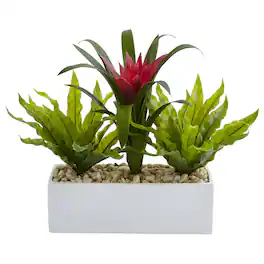 BreeBe - 14" Bromeliad and Birdsnest in Rectangular Planter - Red,Green