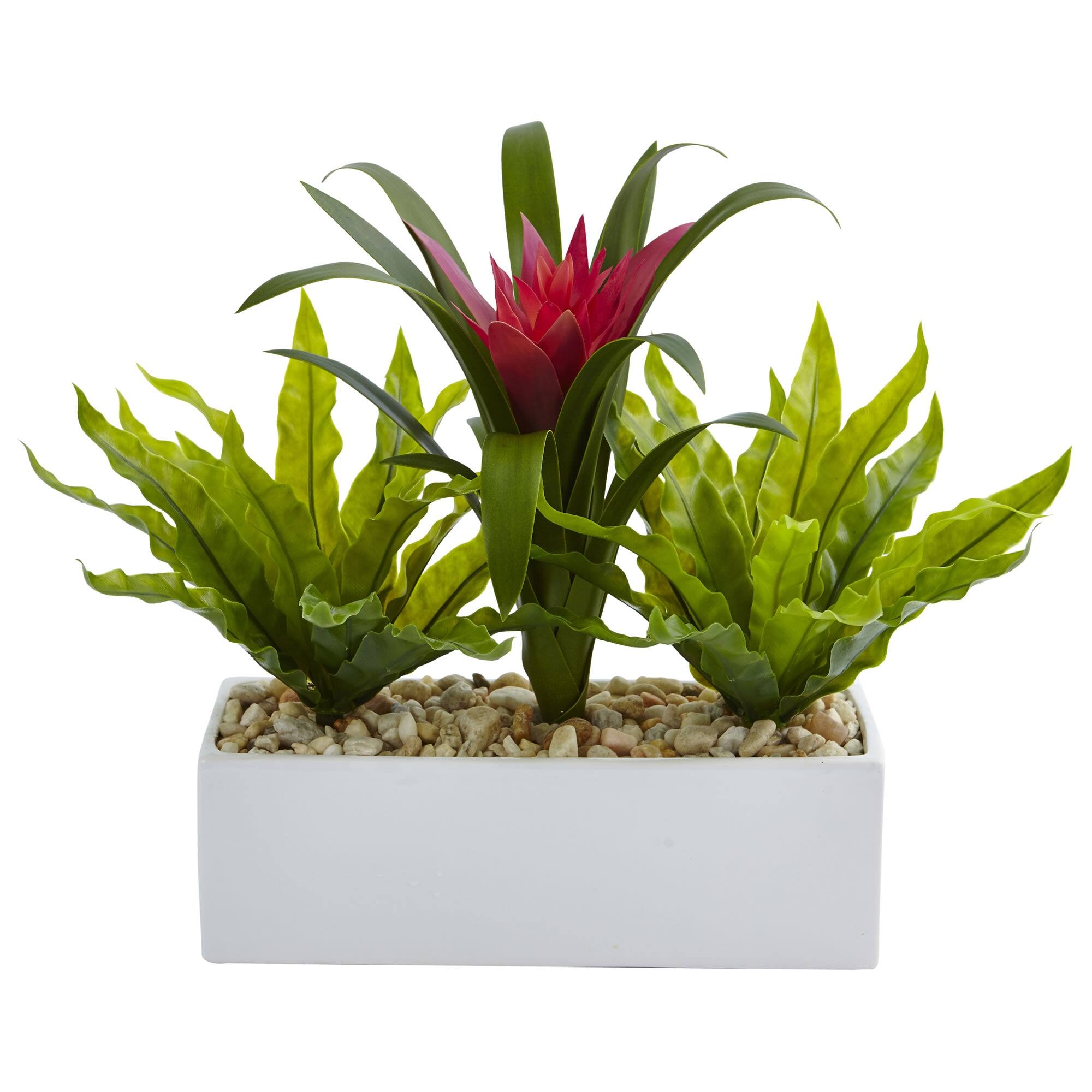 Front. BreeBe - 14" Bromeliad and Birdsnest in Rectangular Planter - Red,Green.