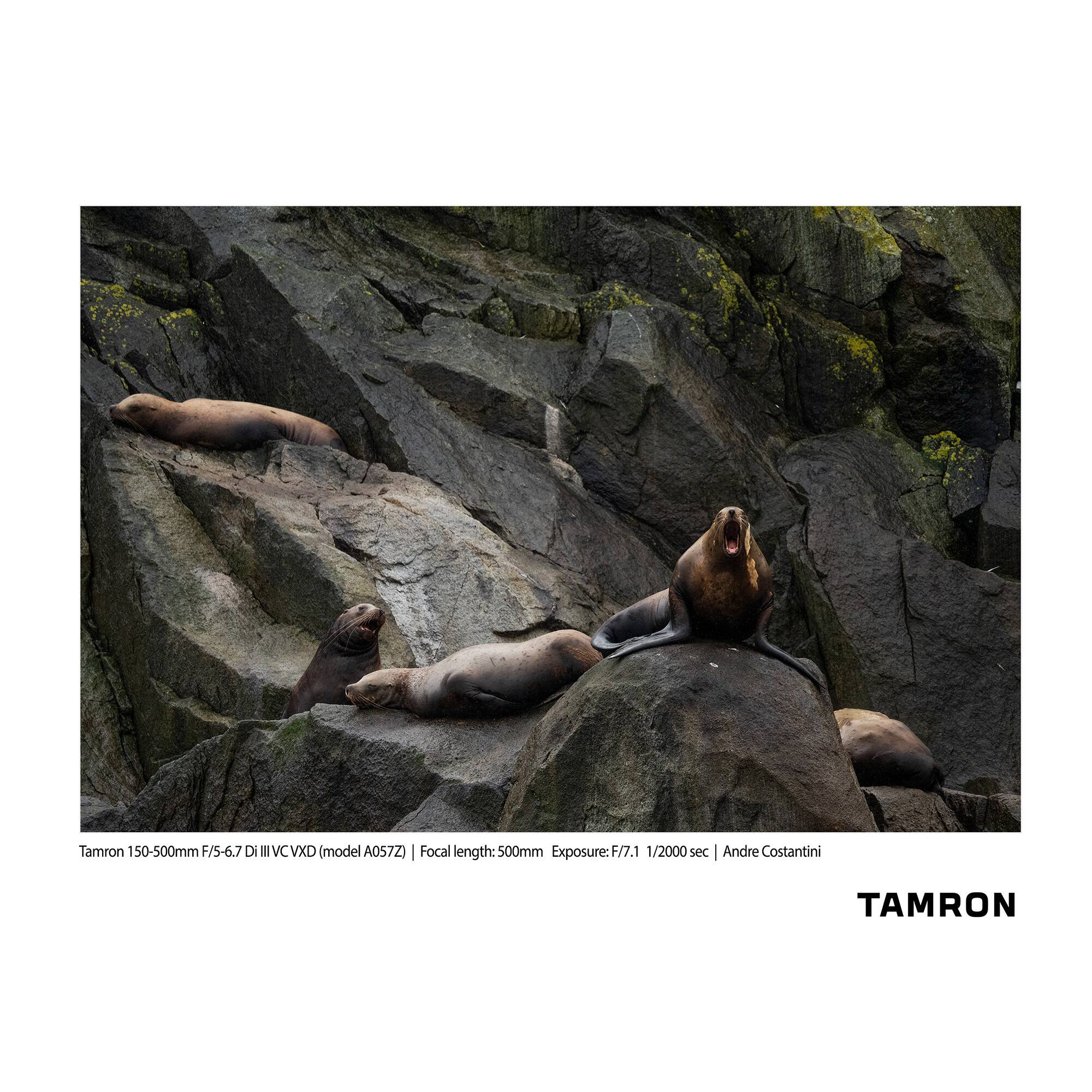 Tamron 150-500mm F/5-6.7 DI III VC VXD (model A057Z)  
Focal length: 500mm  
Exposure: F/7.1 1/2000 sec  
Andre Costantini  

TAMRON