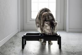 Yamazaki Home - Pet Food Bowl - Tall - Steel + Ceramic - White
