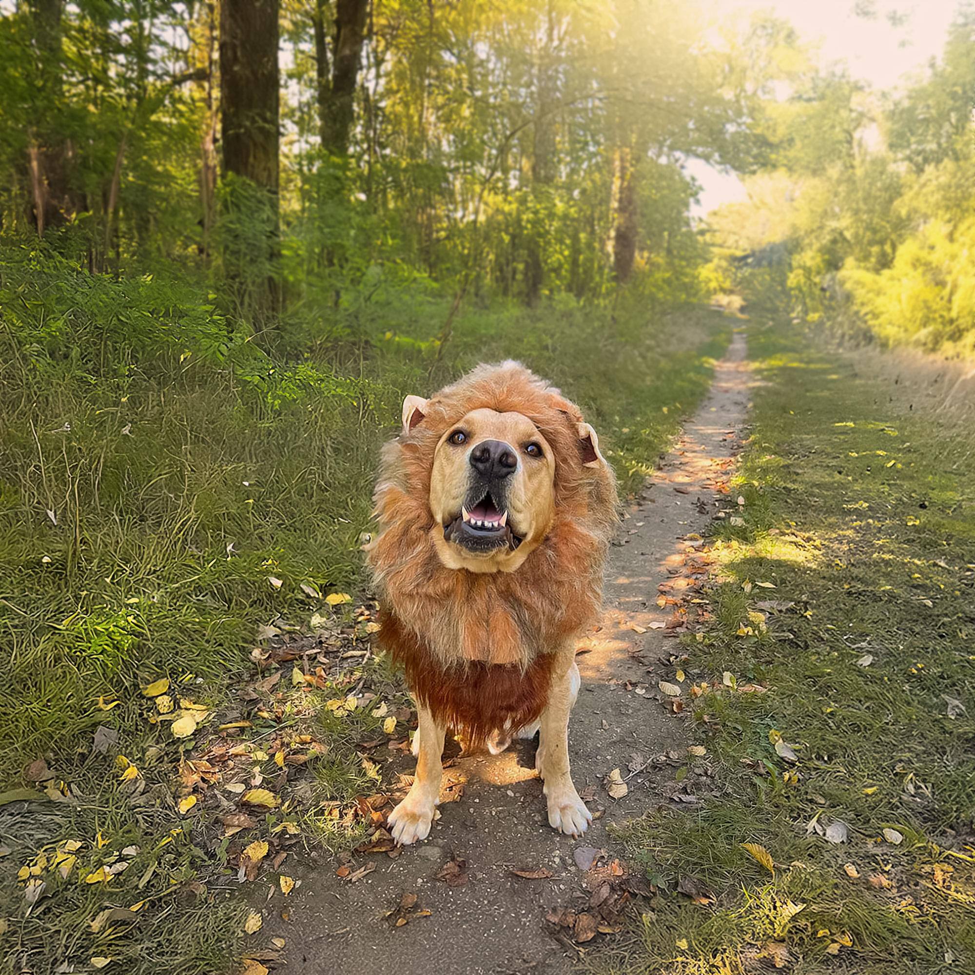 Alt View 10. California Costumes - King of the Jungle Lion Mane Dog Costume, X-Small - Brown.