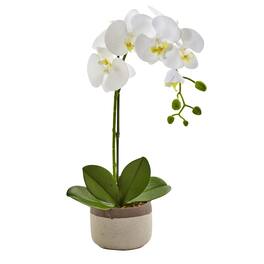 BreeBe - 19'' Phalaenopsis Orchid in Ceramic Pot - Green