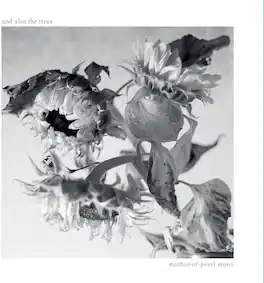 And Also the Trees - Mother-Of-Pearl Moon - VINYL LP