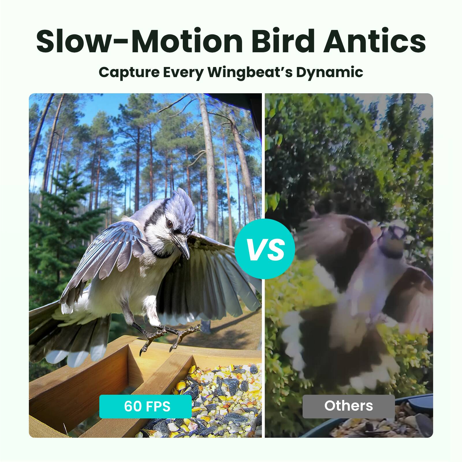 Slow-Motion Bird Antics Capture Every Wingbeat's Dynamic VS 60 FPS Others