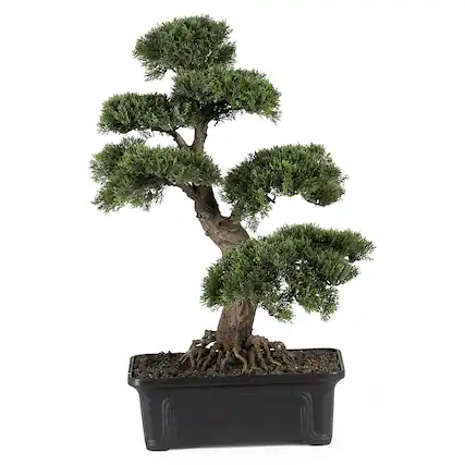 Front. BreeBe - 2' Cedar Bonsai Tree - Green.