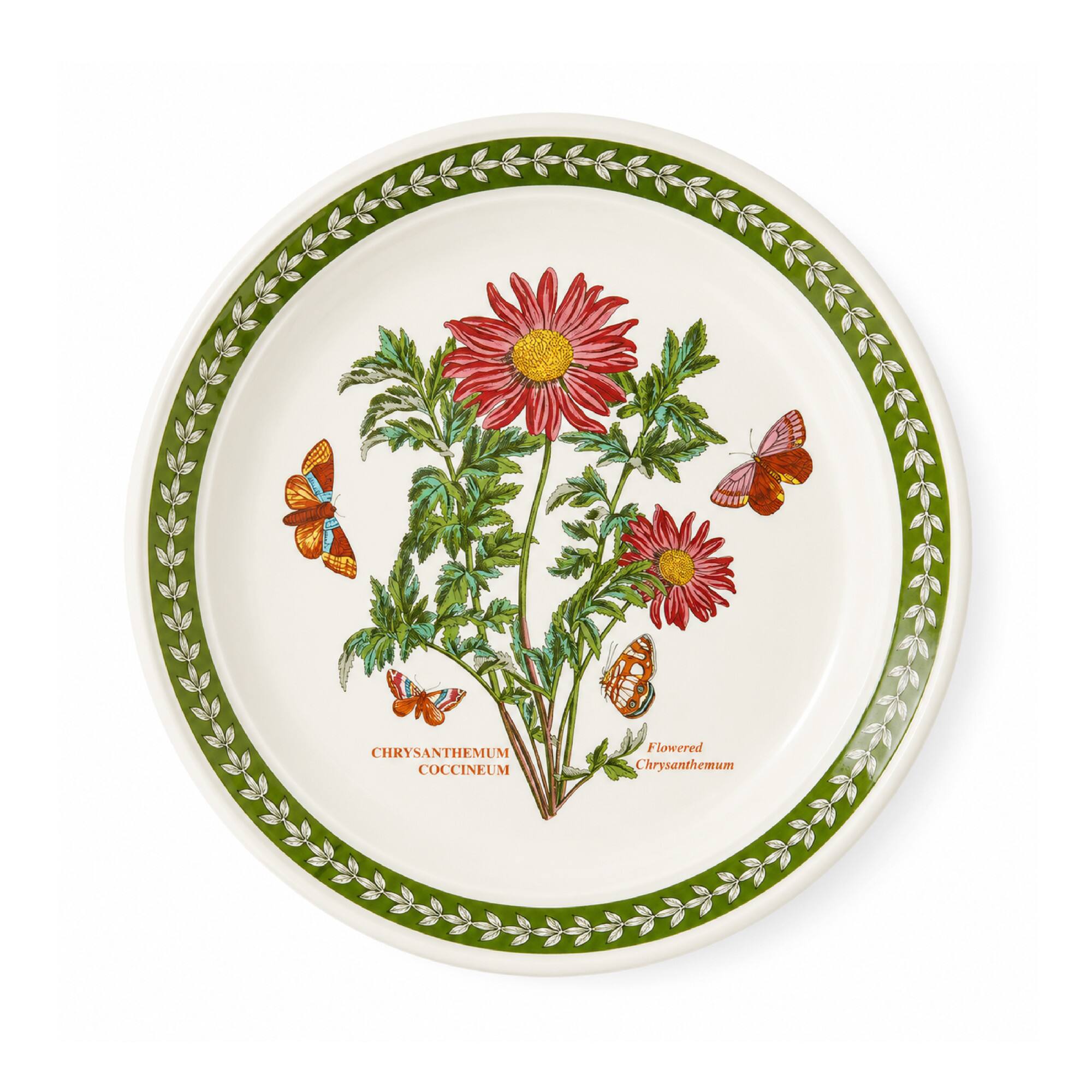 CHRYSANTHEMUM COCCINEUM  
Flowered Chrysanthemum