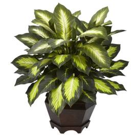 BreeBe - Triple Golden Dieffenbachia w/Wood Vase - Green