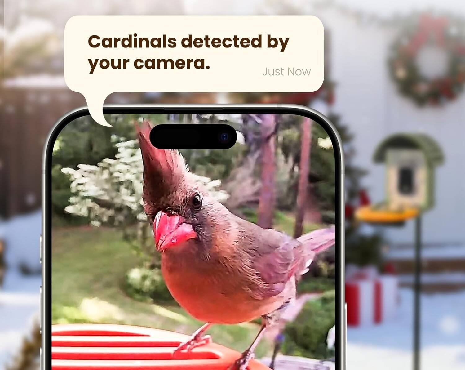 Cardinals detected by your camera.  
Just Now
