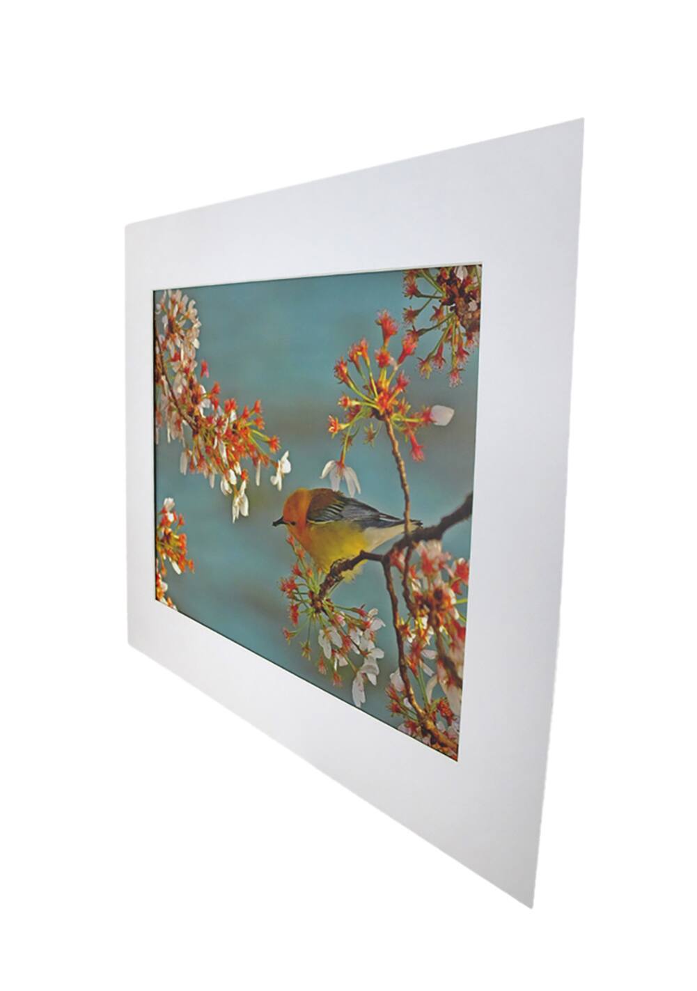 Alt View 1. National Geographic - National Geographic Matted Print - Warbler On Cherry Tree - 16 x 20 Inches - White.