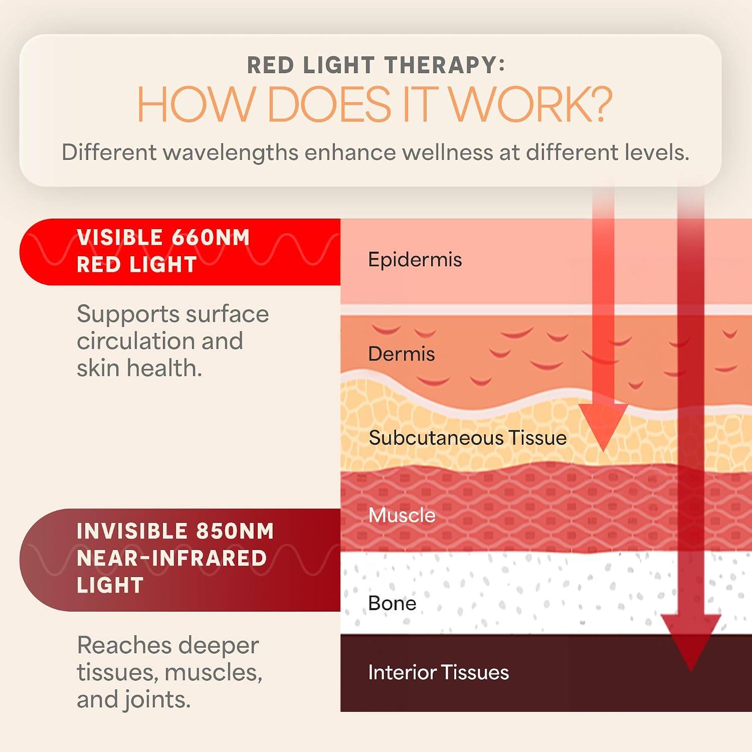 RED LIGHT THERAPY: HOW DOES IT WORK? Different wavelengths enhance wellness at different levels. VISIBLE 660NM RED LIGHT Epidermis Supports surface circulation and skin health. Dermis Subcutaneous Tissue INVISIBLE 850NM NEAR-INFRARED LIGHT Muscle Bone Reaches deeper tissues, muscles, and joints. Interior Tissues