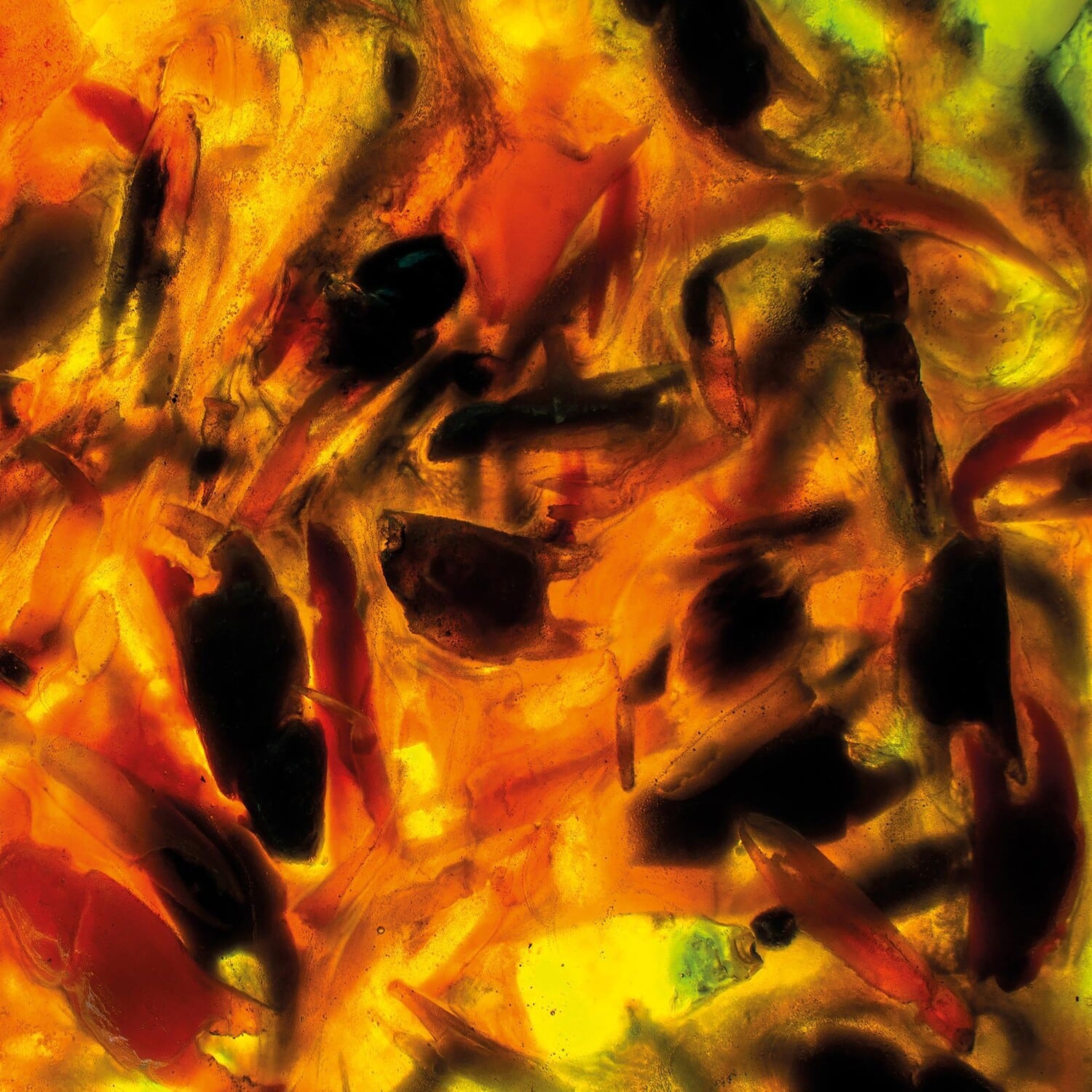 Plague Rider - Intensities  - COMPACT DISCS