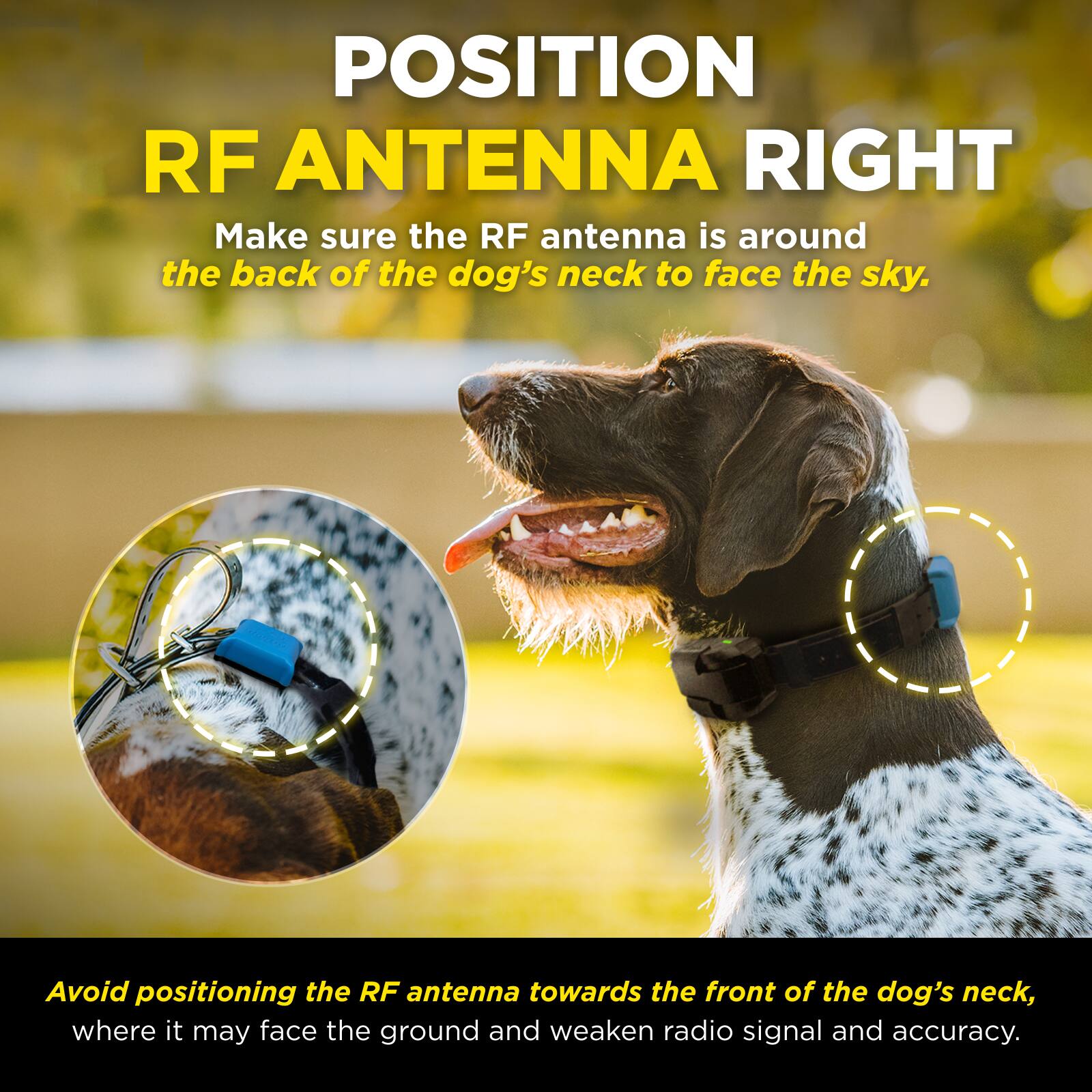 POSITION RF ANTENNA RIGHT

Make sure the RF antenna is around the back of the dog's neck to face the sky.

Avoid positioning the RF antenna towards the front of the dog's neck, where it may face the ground and weaken radio signal and accuracy.