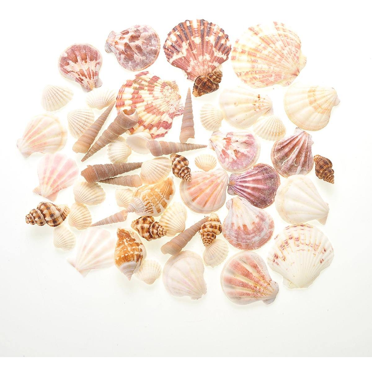 Angle. JuzToys - Bag Of 100 Shells, Mixed Beach Sea Shells For Decoration - Multicolored.