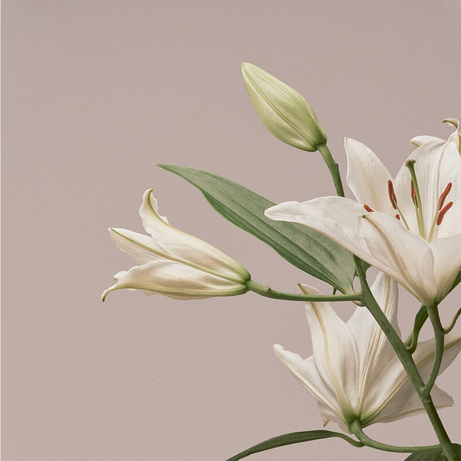 Front. Imminence - Turn The Light On: Acoustic Reimagination V1   - COMPACT DISCS.