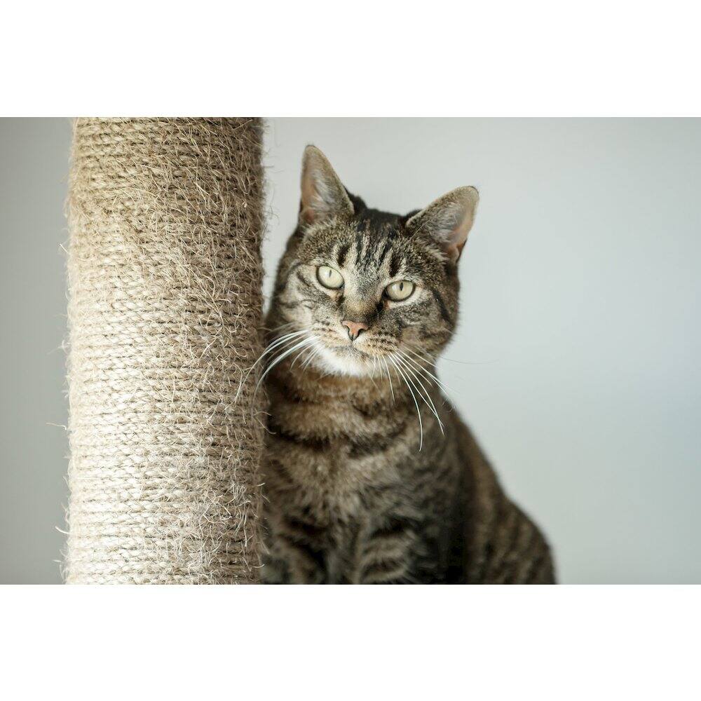 Left. TRIXIE - Altea Plush 3-Level Cat Tree with Sisal Scratching Posts & Cat Toy - Gray.