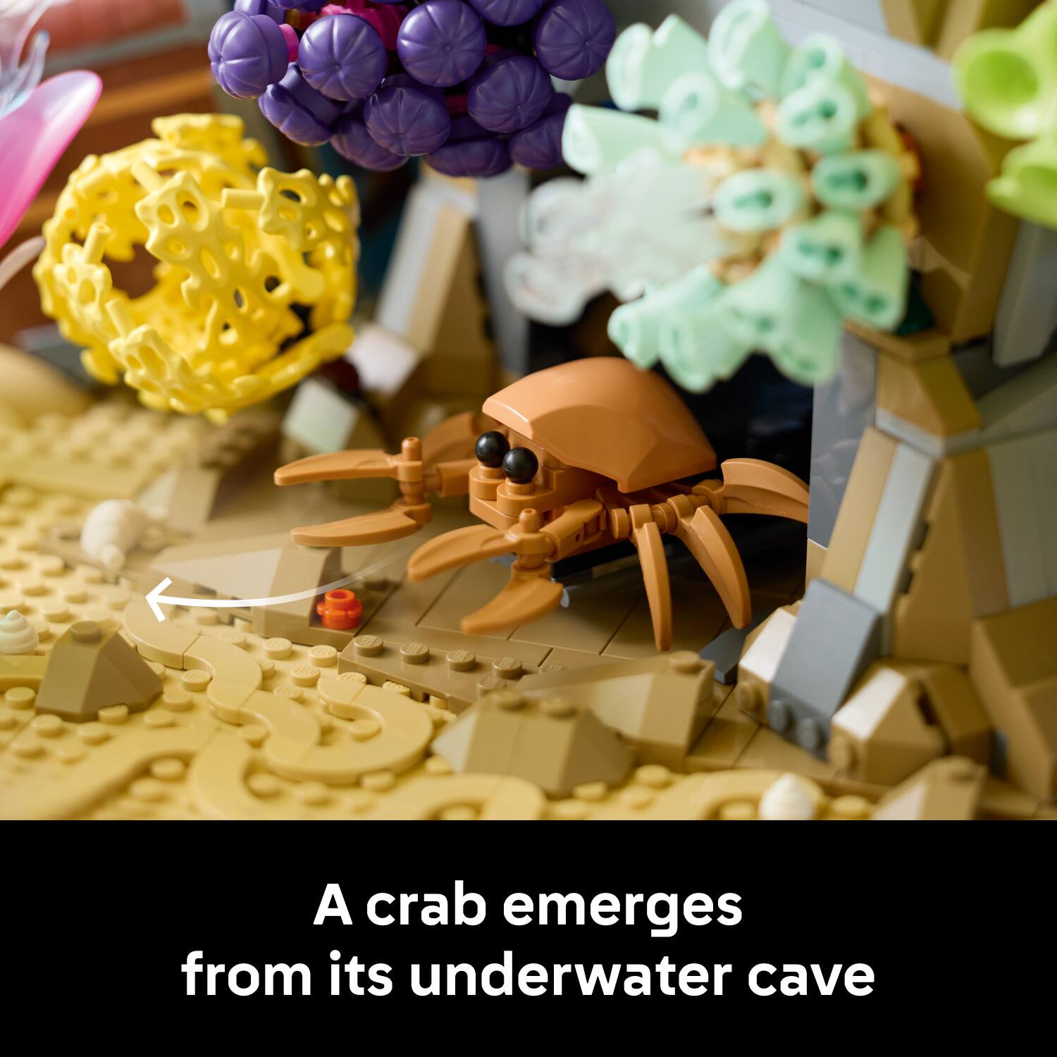 A crab emerges from its underwater cave
